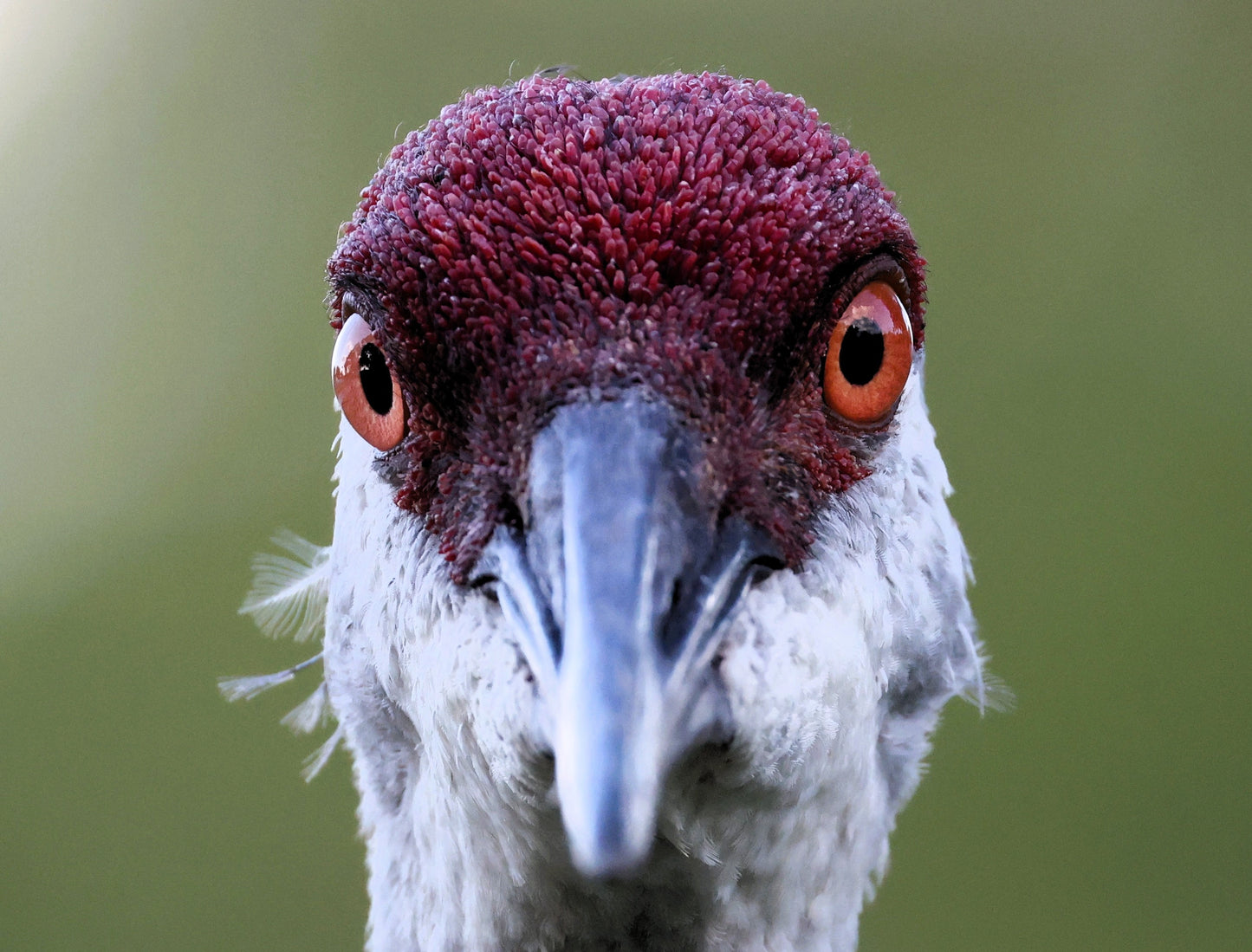 Sandhill Stare (Target Acquired)