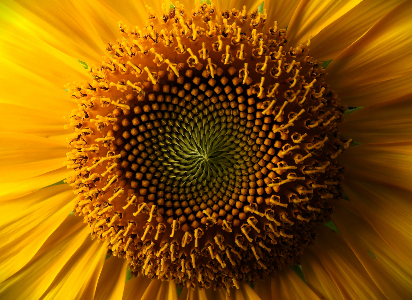 Sunflower Study I (Golden Spiral)
