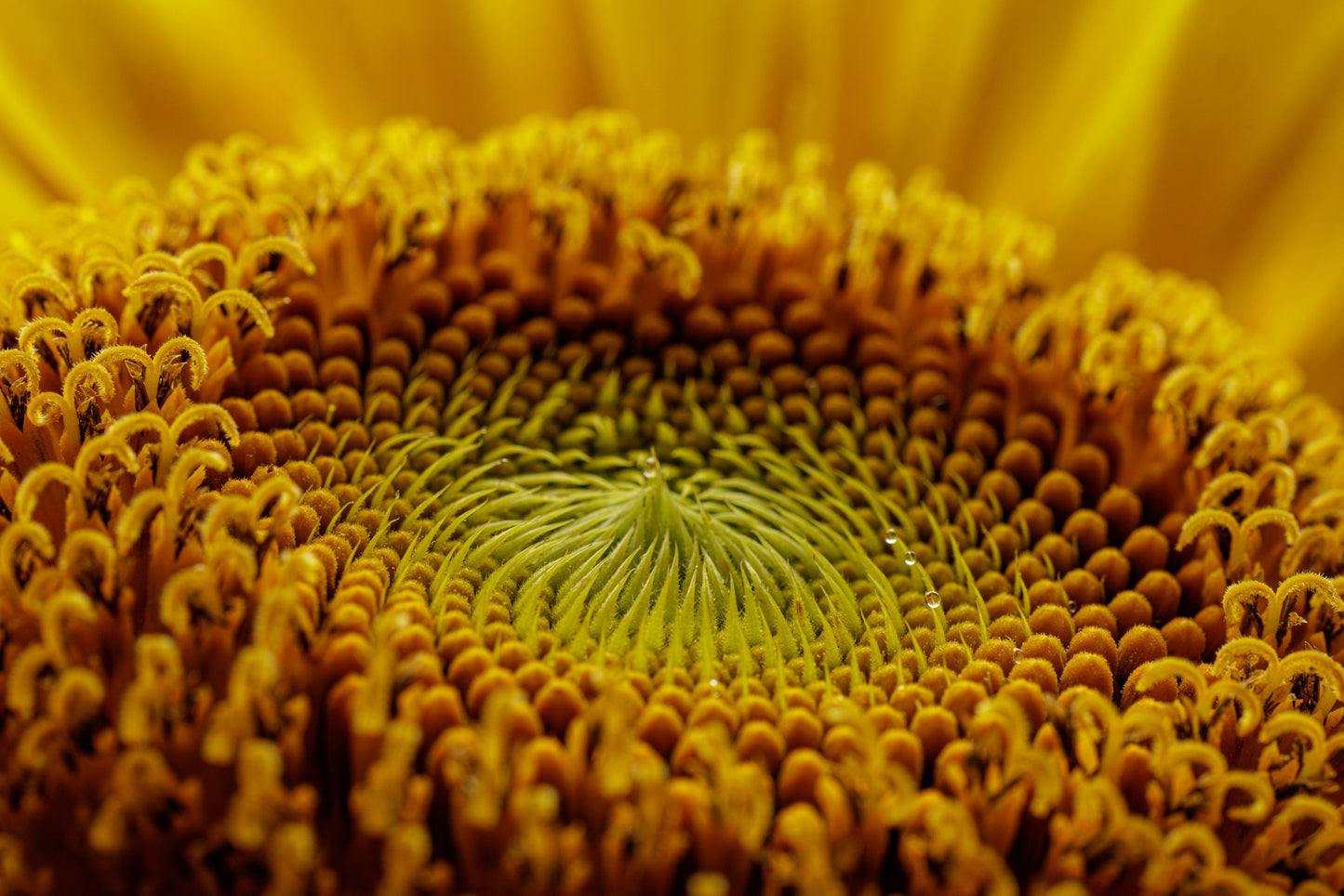 Sunflower Study III (The Golden Bowl)