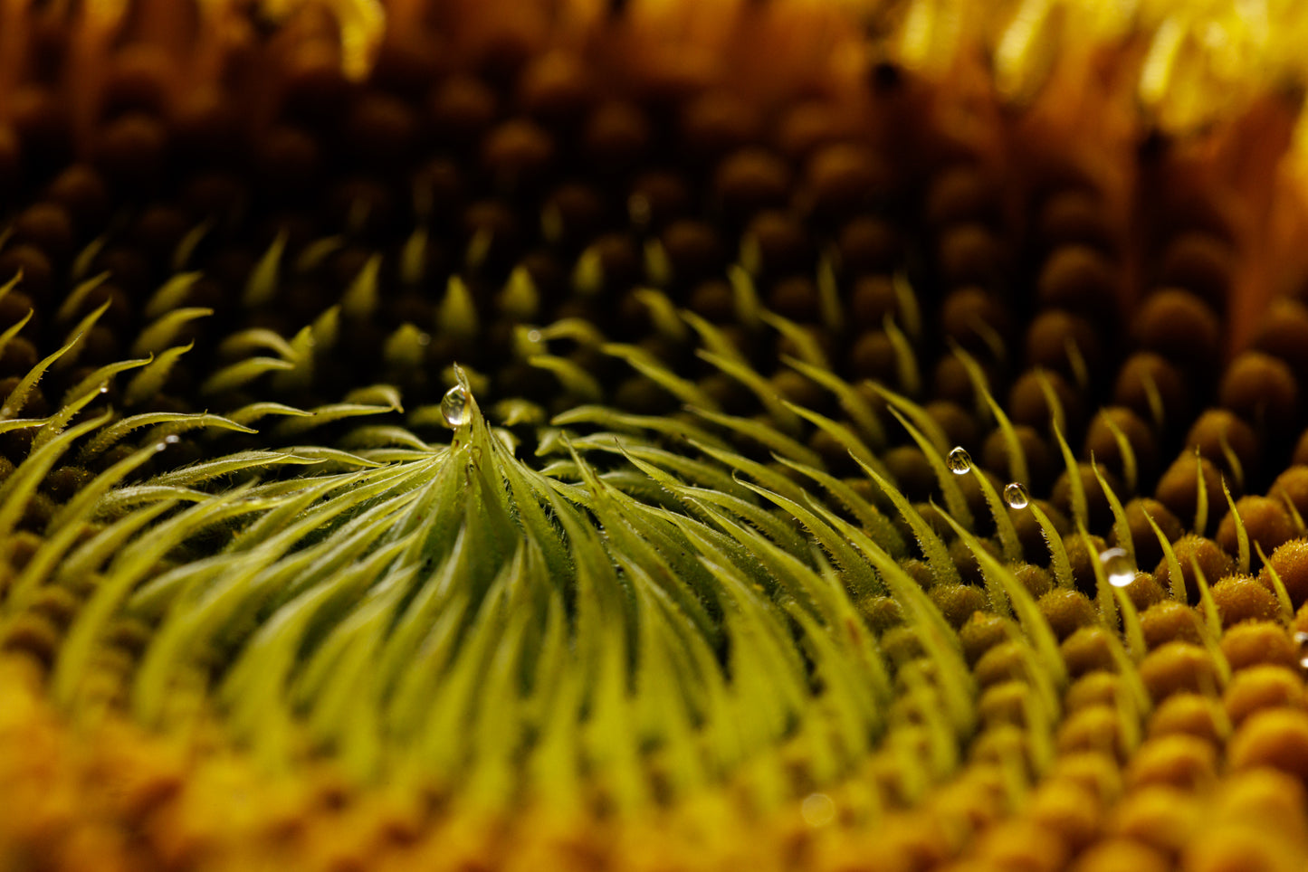 Sunflower Study II (Bowl Dew Drops)