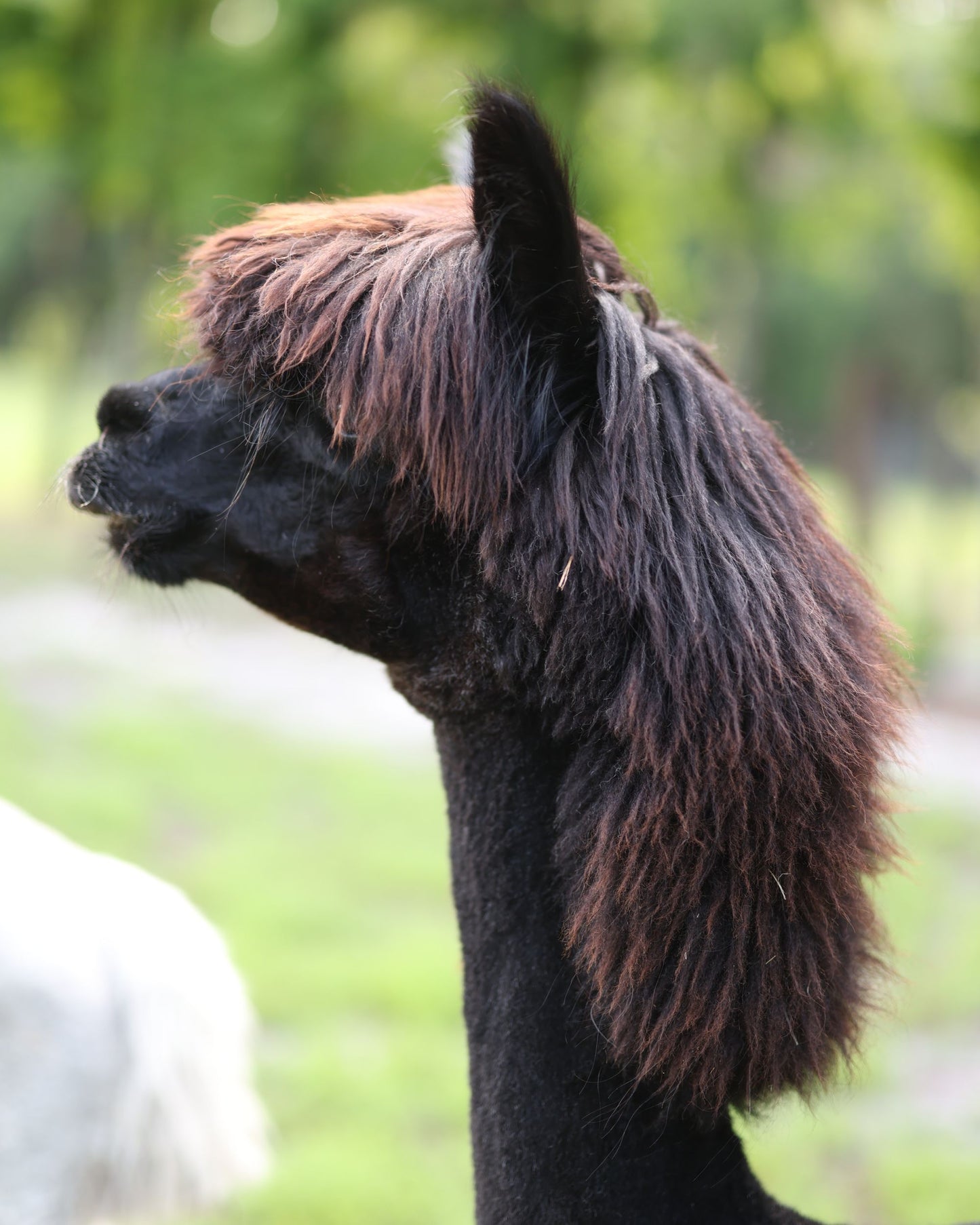 Alpaca Mullet