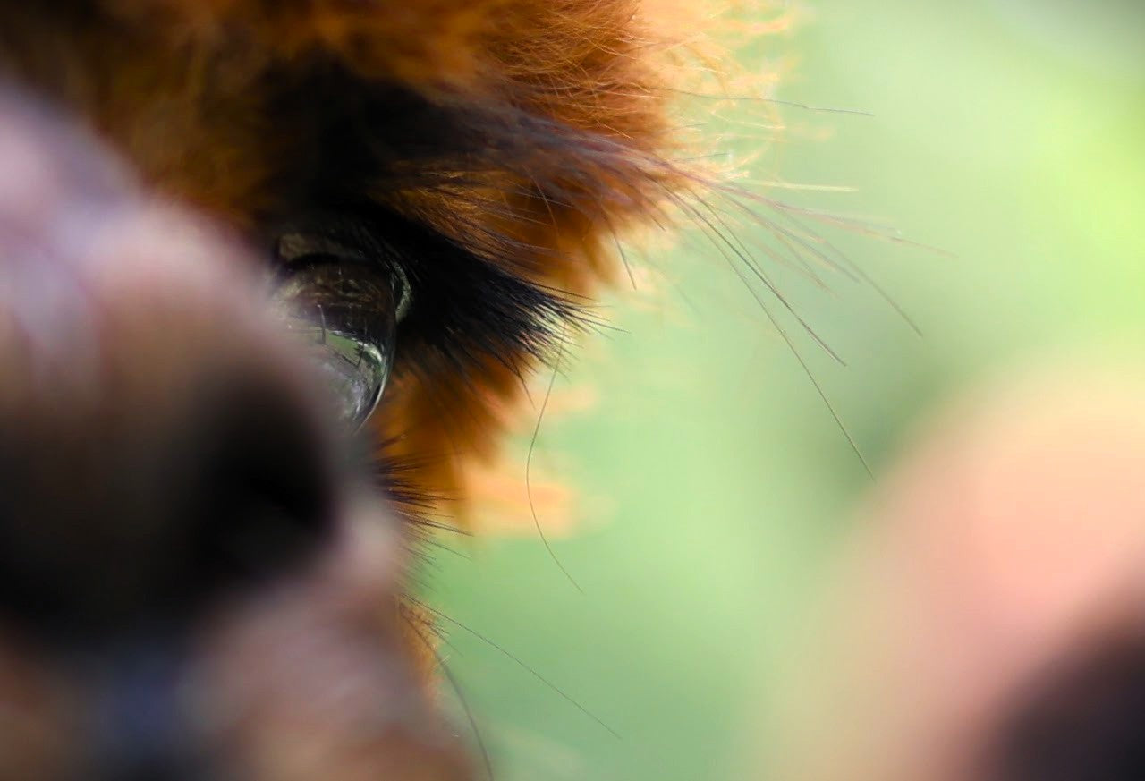 Alpaca Lashes