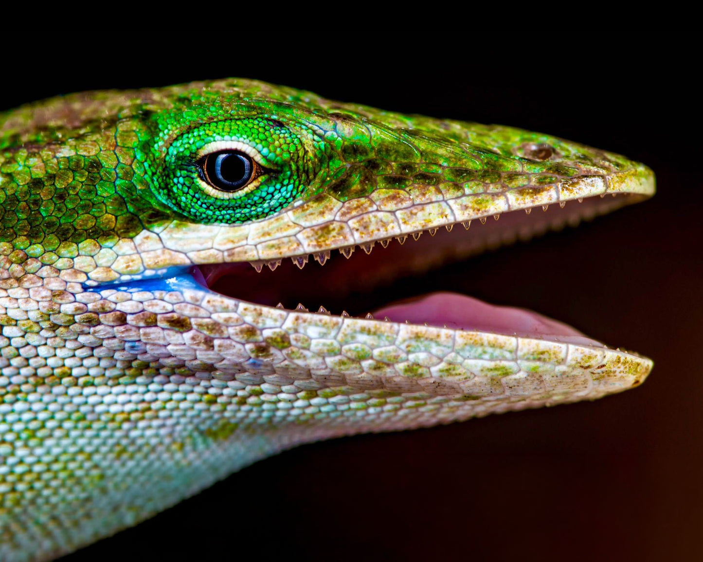 Green Anole Portrait