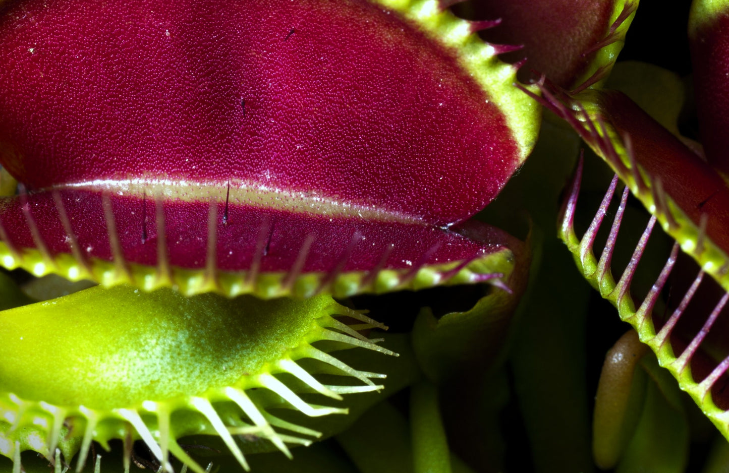 Venus Flytraps