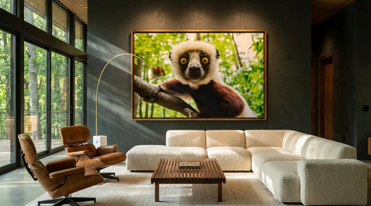 Sifaka Stare