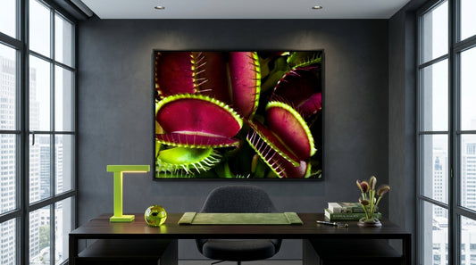 Venus Flytraps
