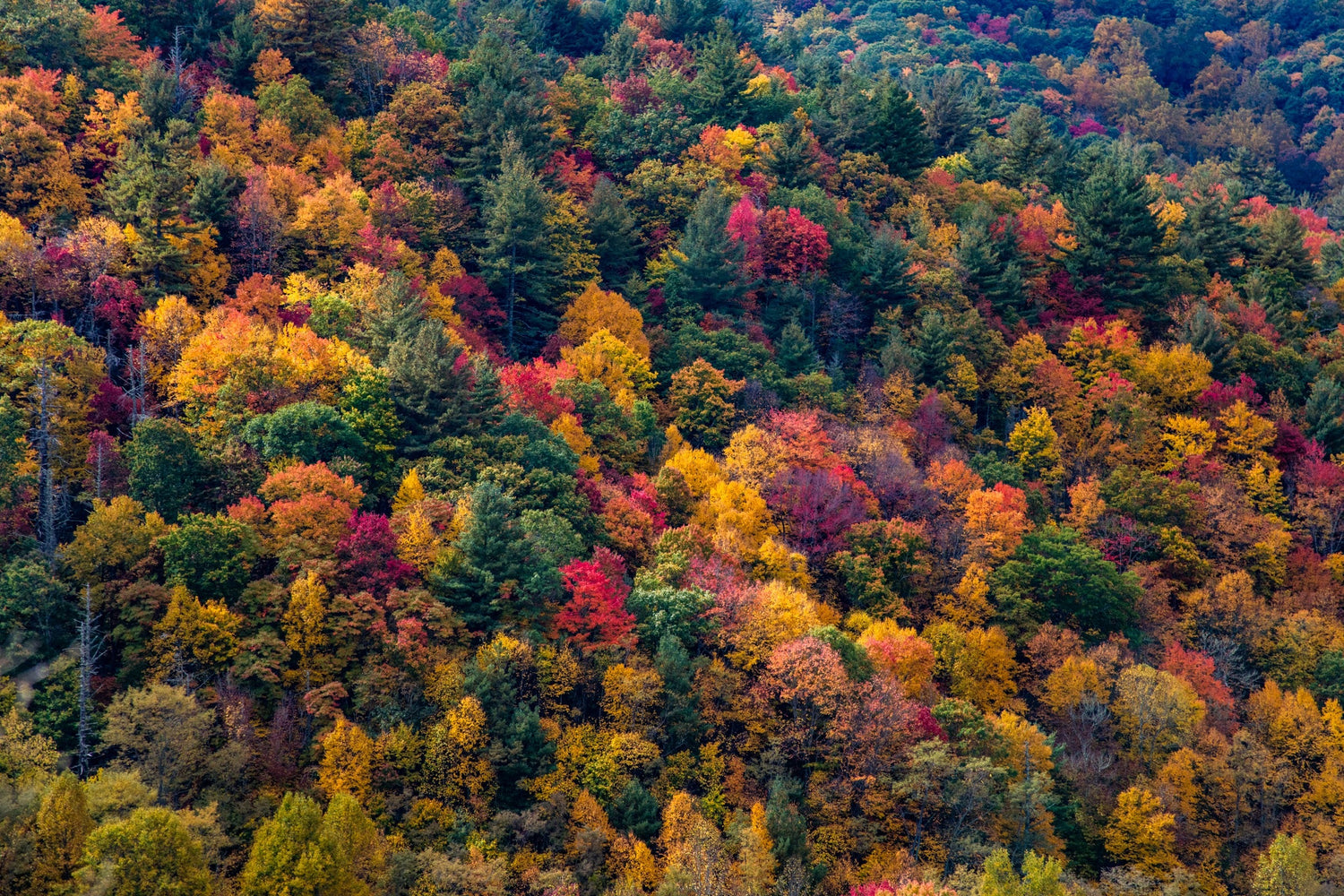 Landscapes