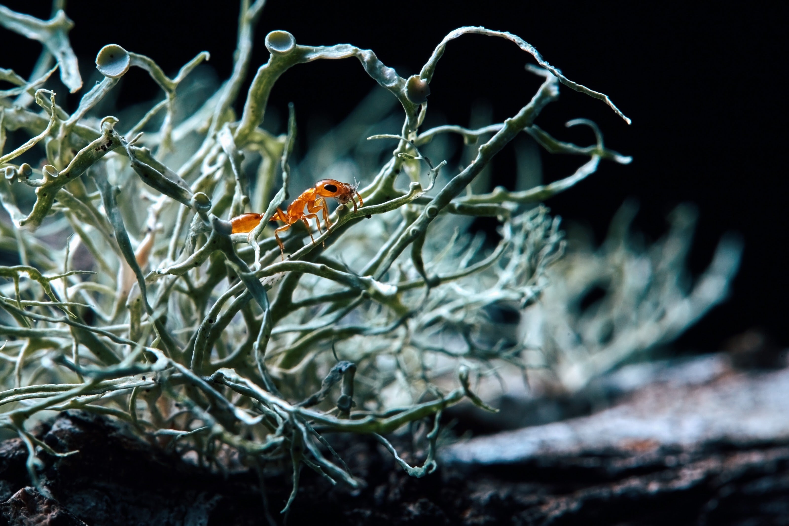 Twig Ant with Treasure