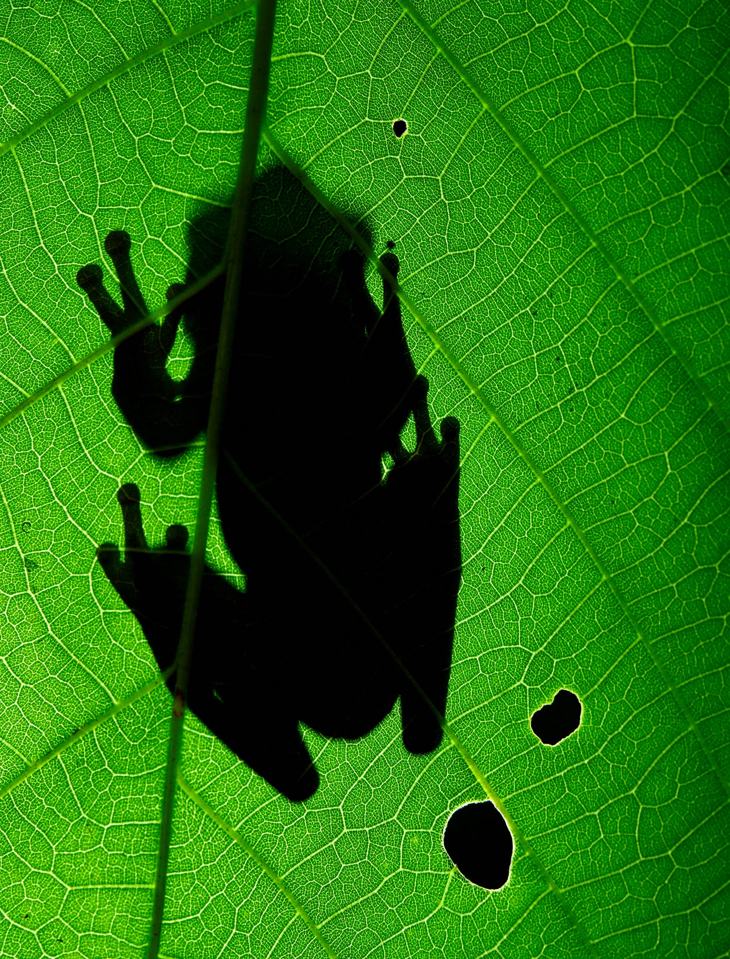 Silhouette of a frog on a green leaf