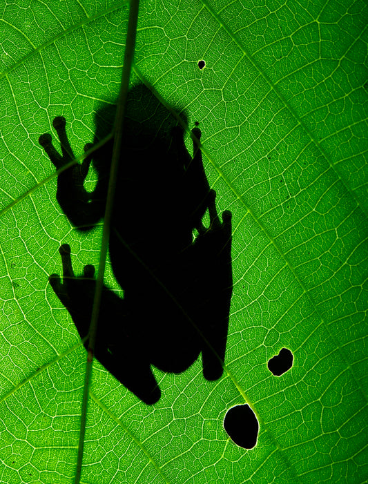Silhouette of a frog on a green leaf