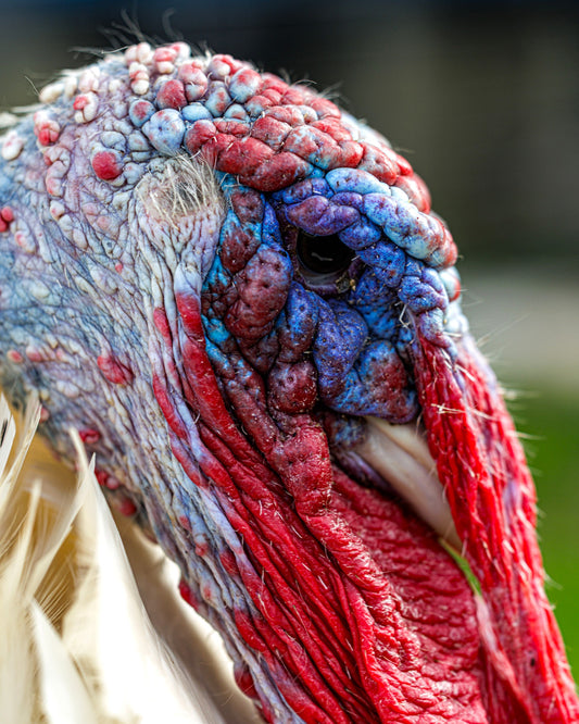 Turkey Study I (Ned's Profile)