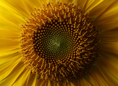 Fibonacci Study 01