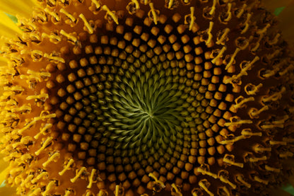Fibonacci Study 02