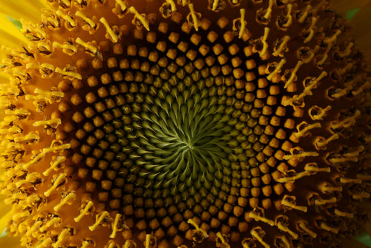 Fibonacci Study 02