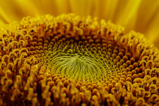 Sunflower Study III (The Golden Bowl)