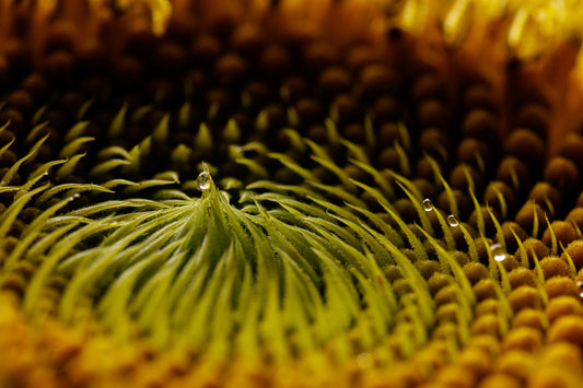 Sunflower Study II (Bowl Dew Drops)