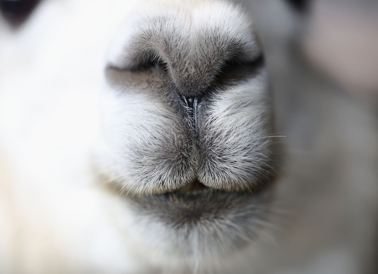 Alpaca Nose Close-Up