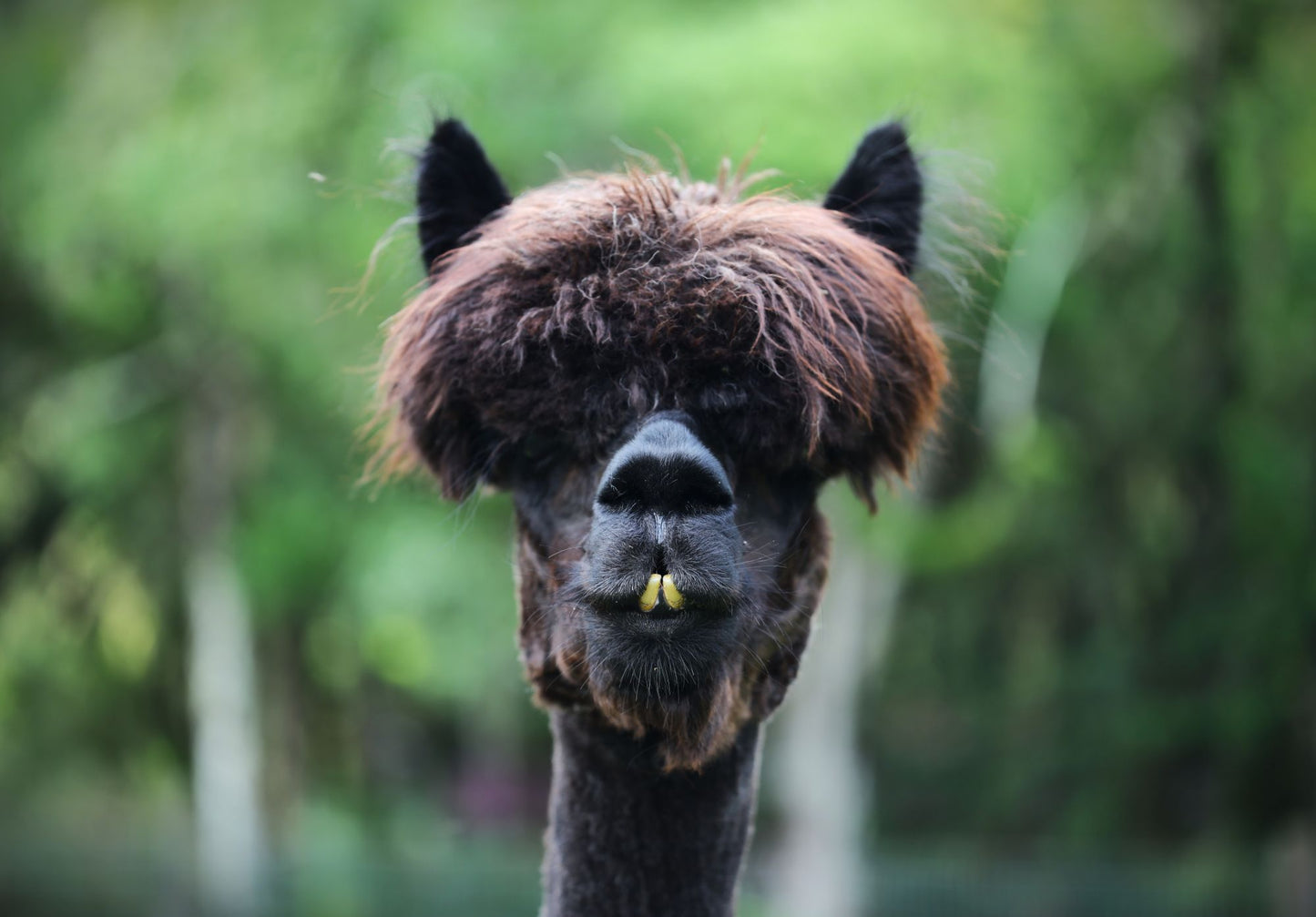 Alpaca in Shade