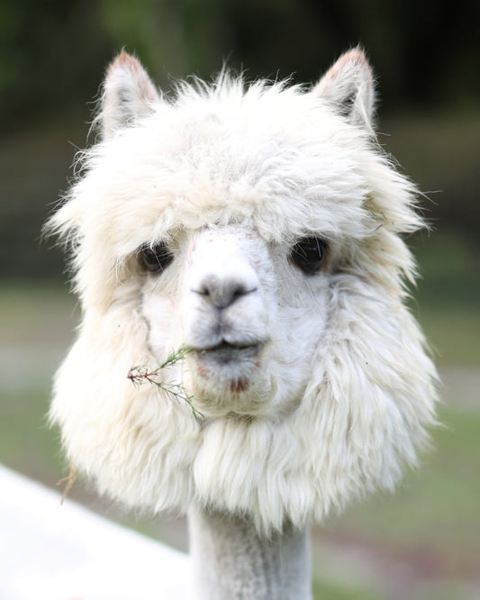 Alpaca Fluffy Face