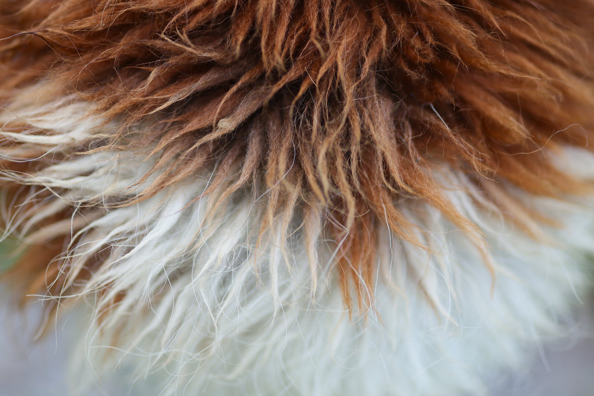 Close‑up of alpaca fleece on the top of the head in natural pasture light, brown fibers blending into white.