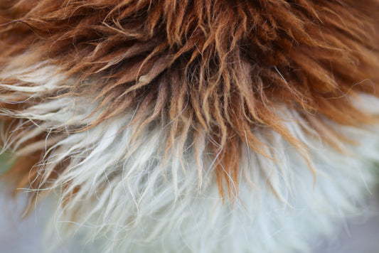 Close‑up of alpaca fleece on the top of the head in natural pasture light, brown fibers blending into white.