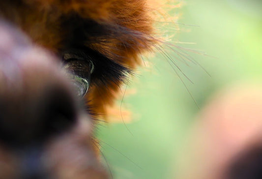 Alpaca Lashes