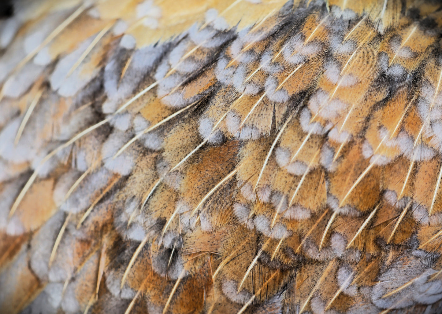 Feather Macro