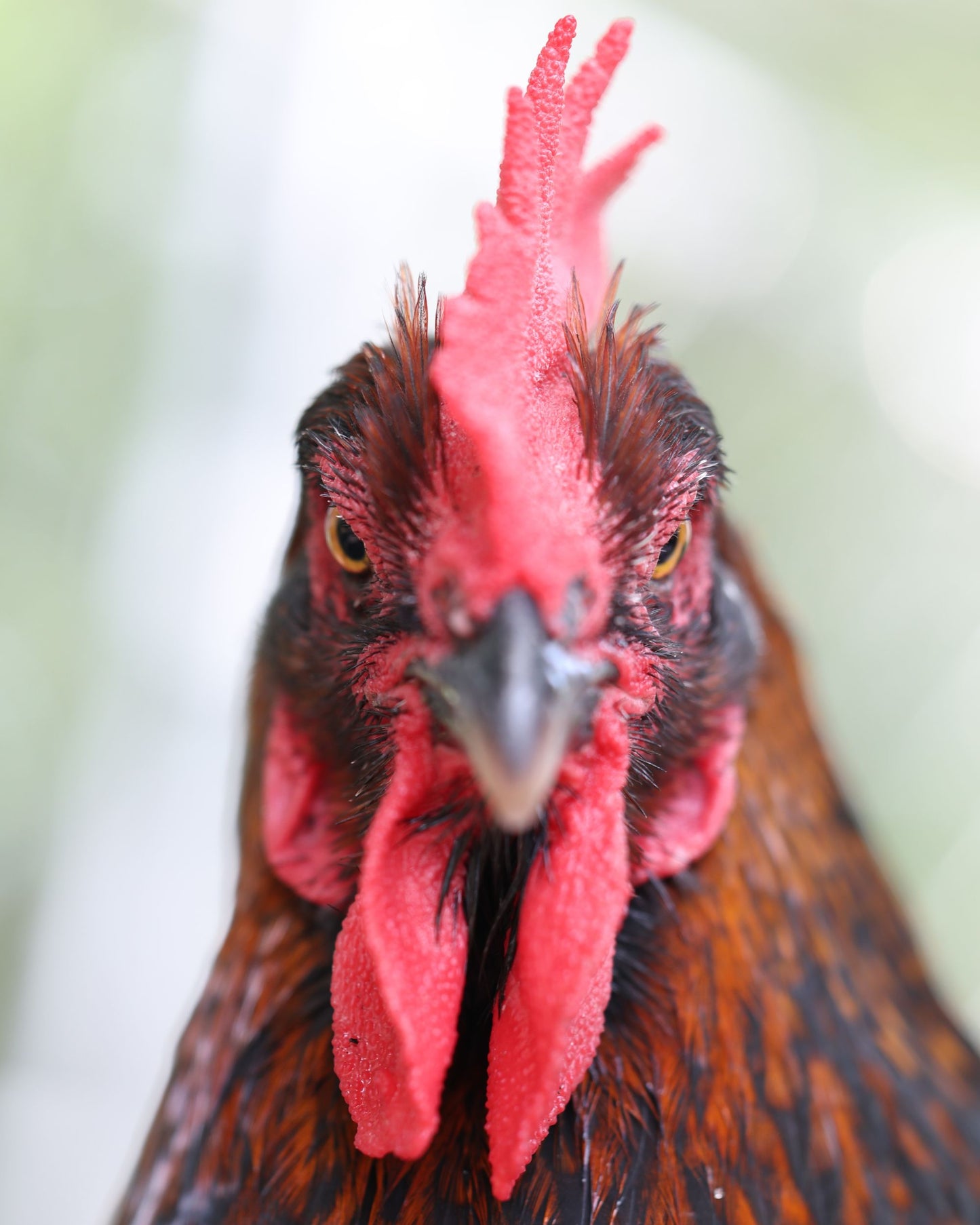 Rooster Portrait