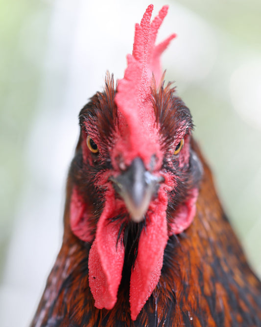 Rooster Portrait