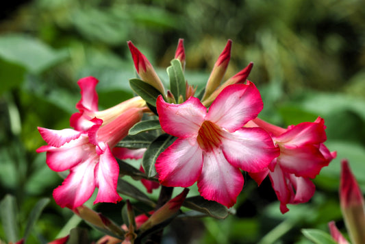 Desert Rose Blooms