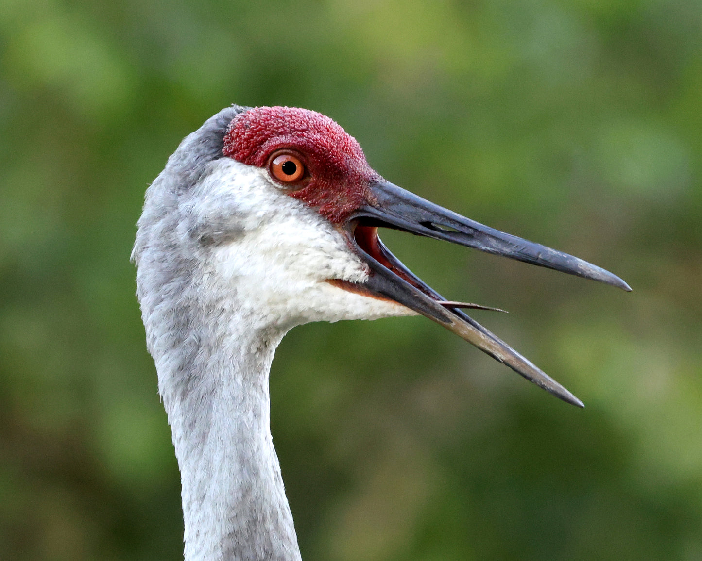 Sandhill Scream