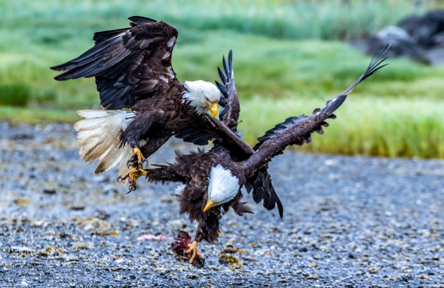 Two bald eagles in a confrontation on a rocky ground with grass in the background.
