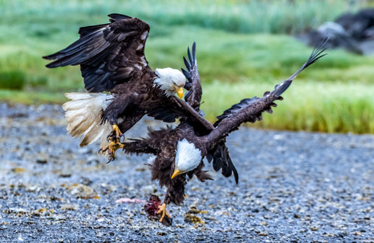 Two bald eagles in a confrontation on a rocky ground with grass in the background.