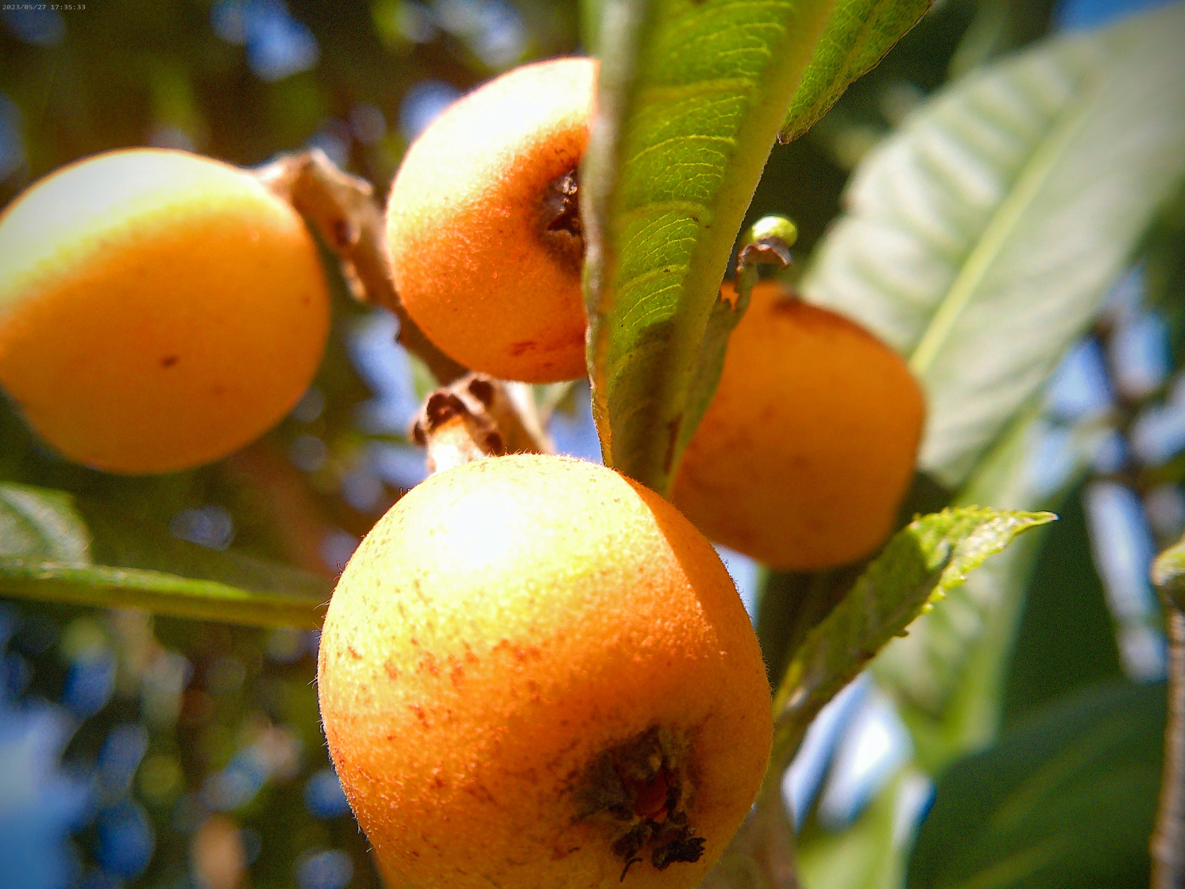 Loquat Harvest (The Maddie Collection)