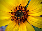 Sunflower (The Maddie Collection)