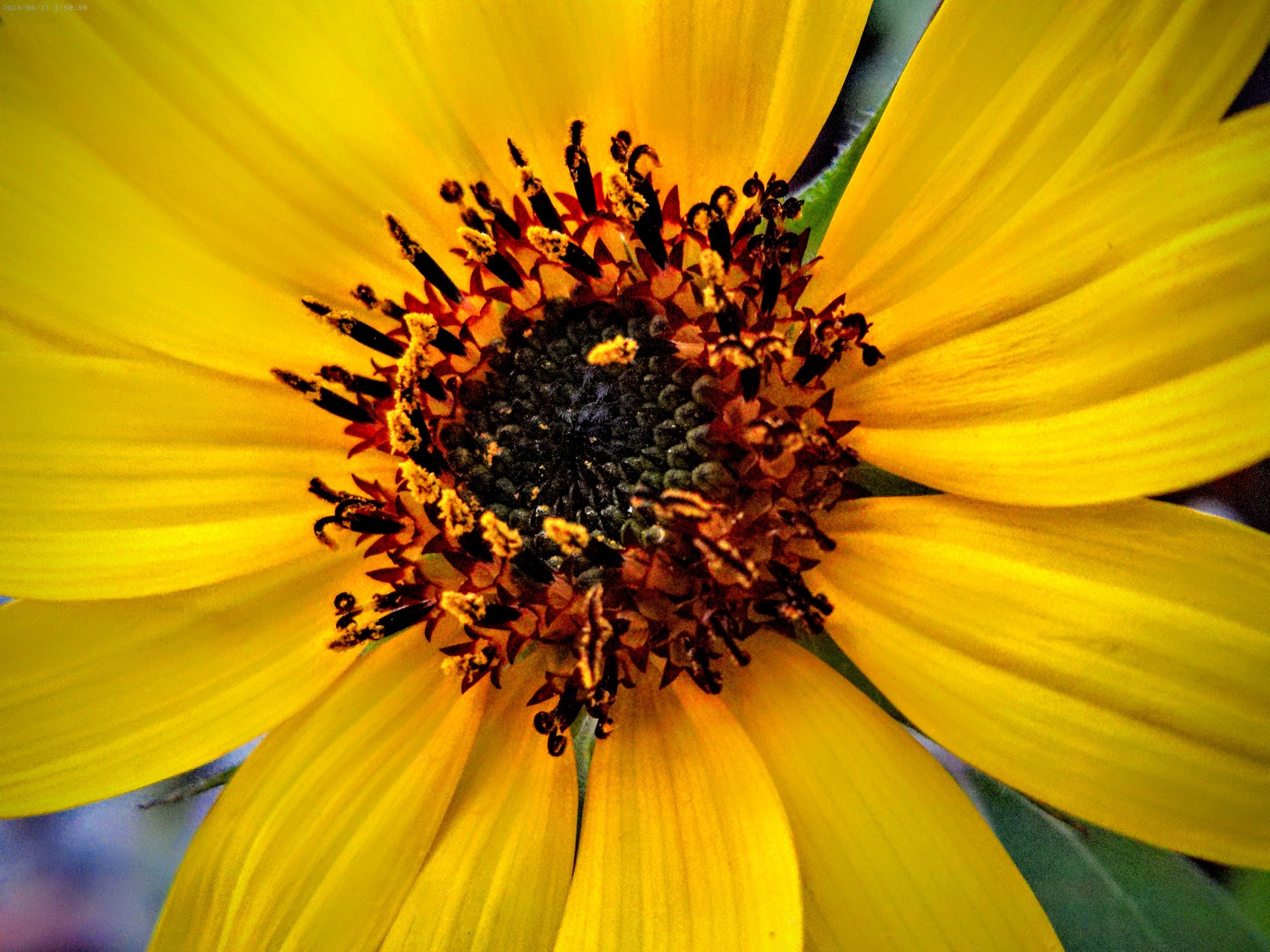Sunflower (The Maddie Collection)