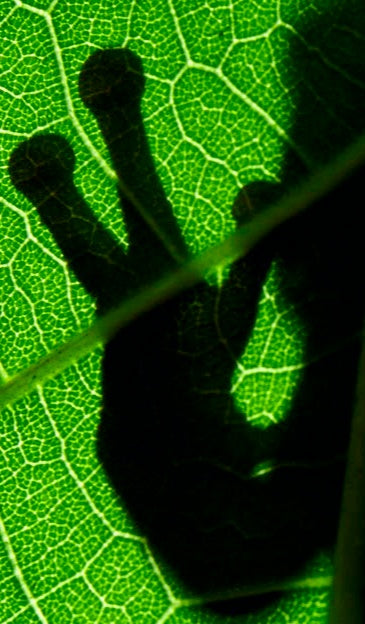 Choco Frog Silhouette