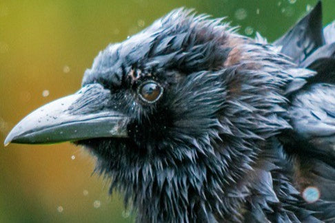 Rain Raven