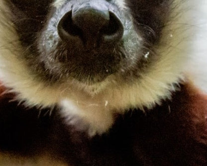 Sifaka Stare