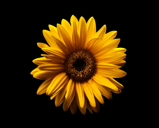 Yellow gerbera daisy on a black background