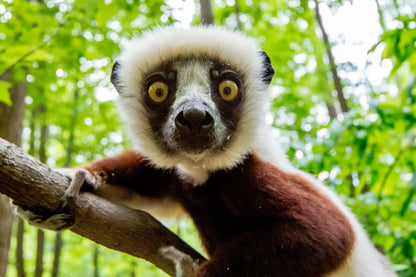 lemur on a branch with green foliage in the background