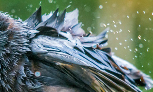 Rain Raven