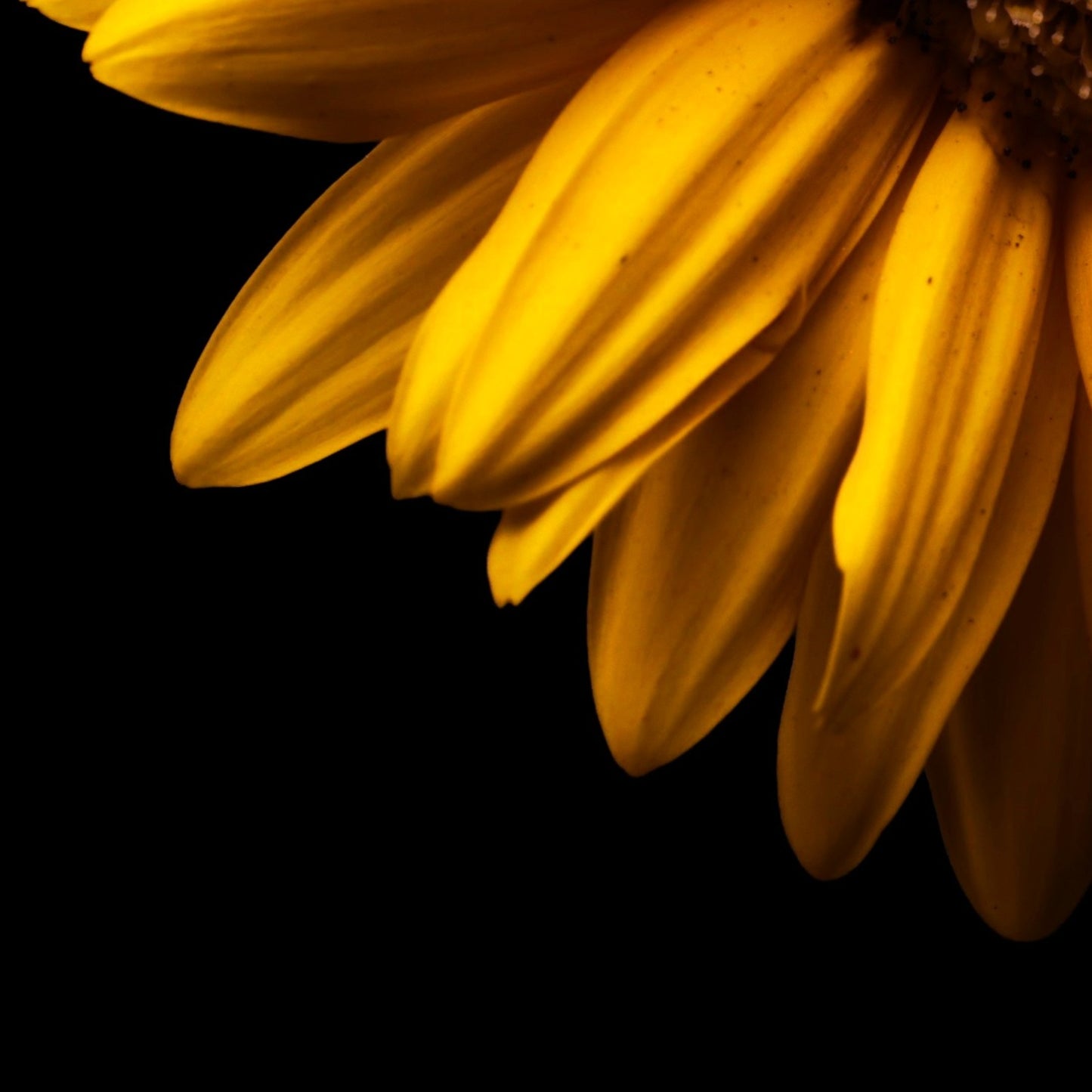 Golden Gerbera Daisy