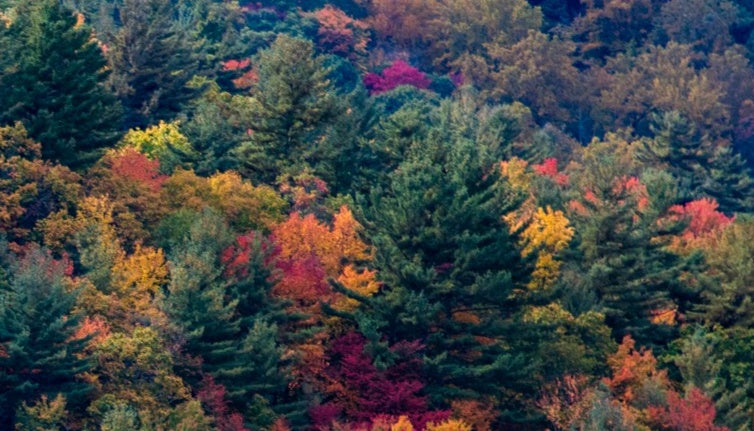 Appalachian Palette