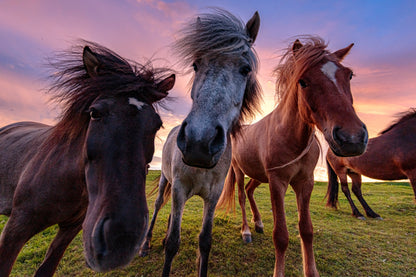 Three Icelandic horses with shaggy manes looking curiously into the camera lens in a green field under a vibrant pink and orange midnight sun sunset near Húsavík, Iceland.