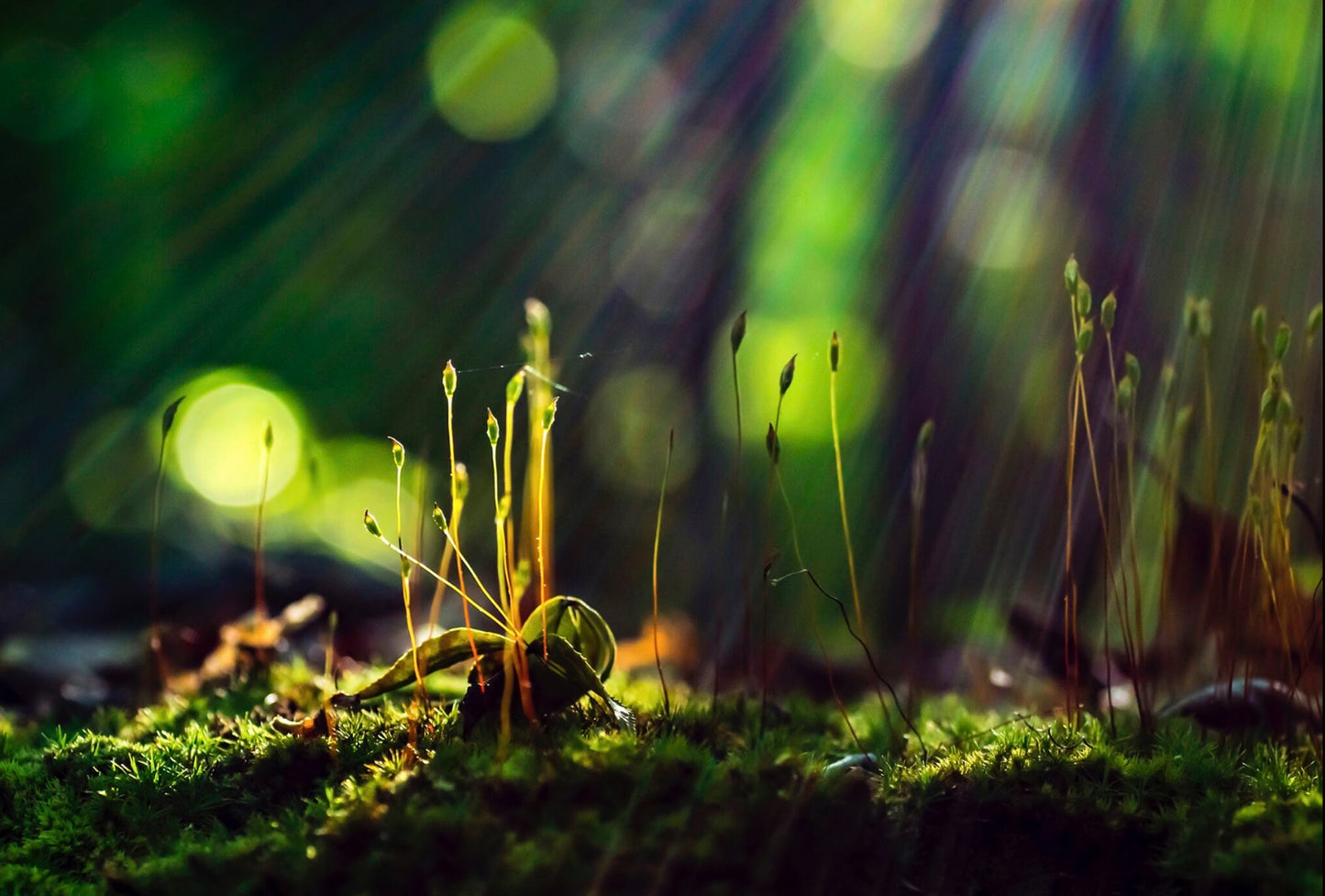 Moss with sunlight filtering through in a forest setting