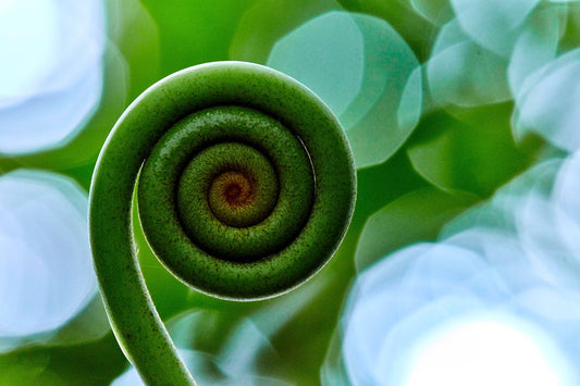 Close-up of a green spiral fern frond with a blurred natural background