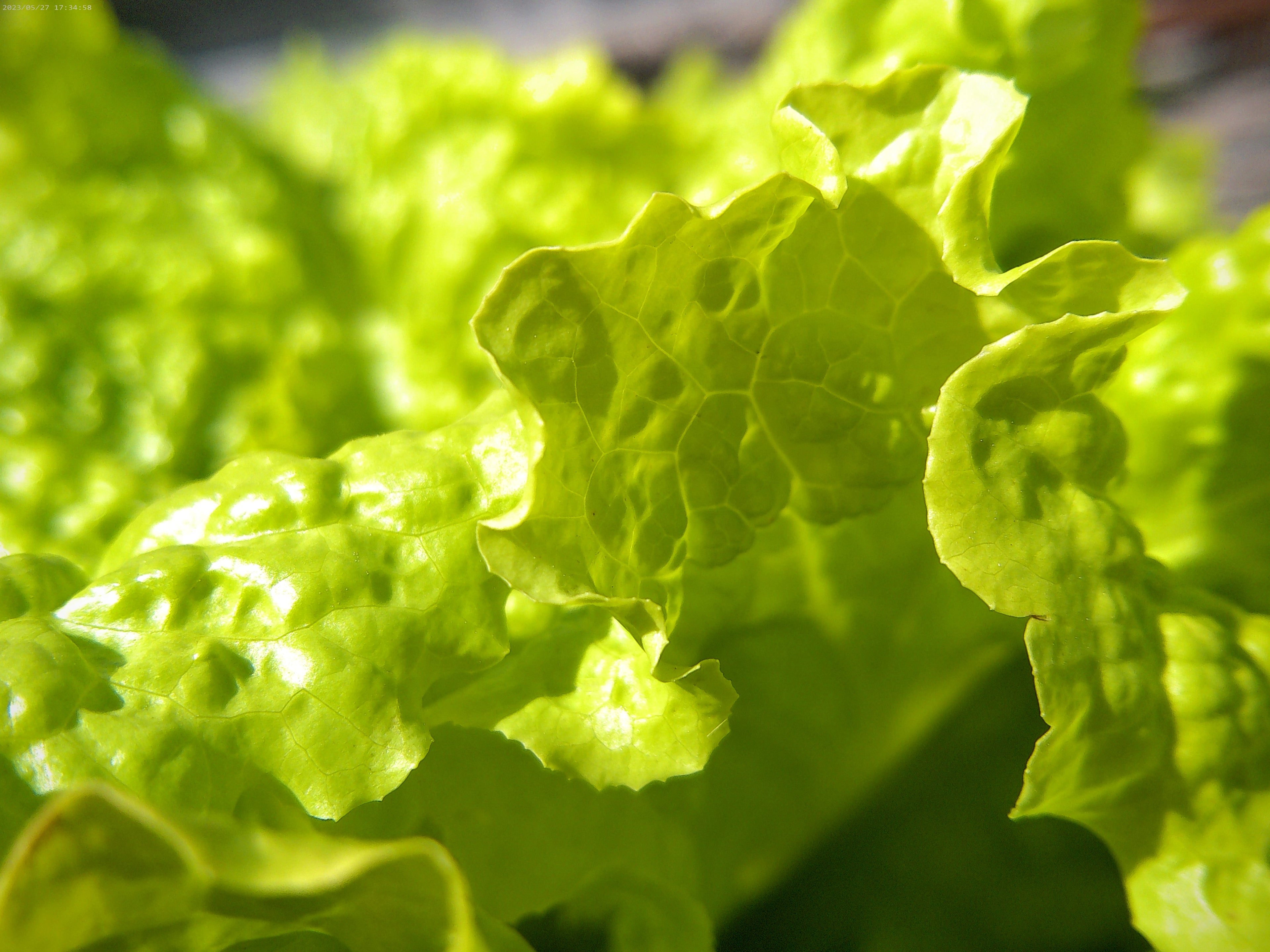 Mountains of Lettuce (The Maddie Collection)