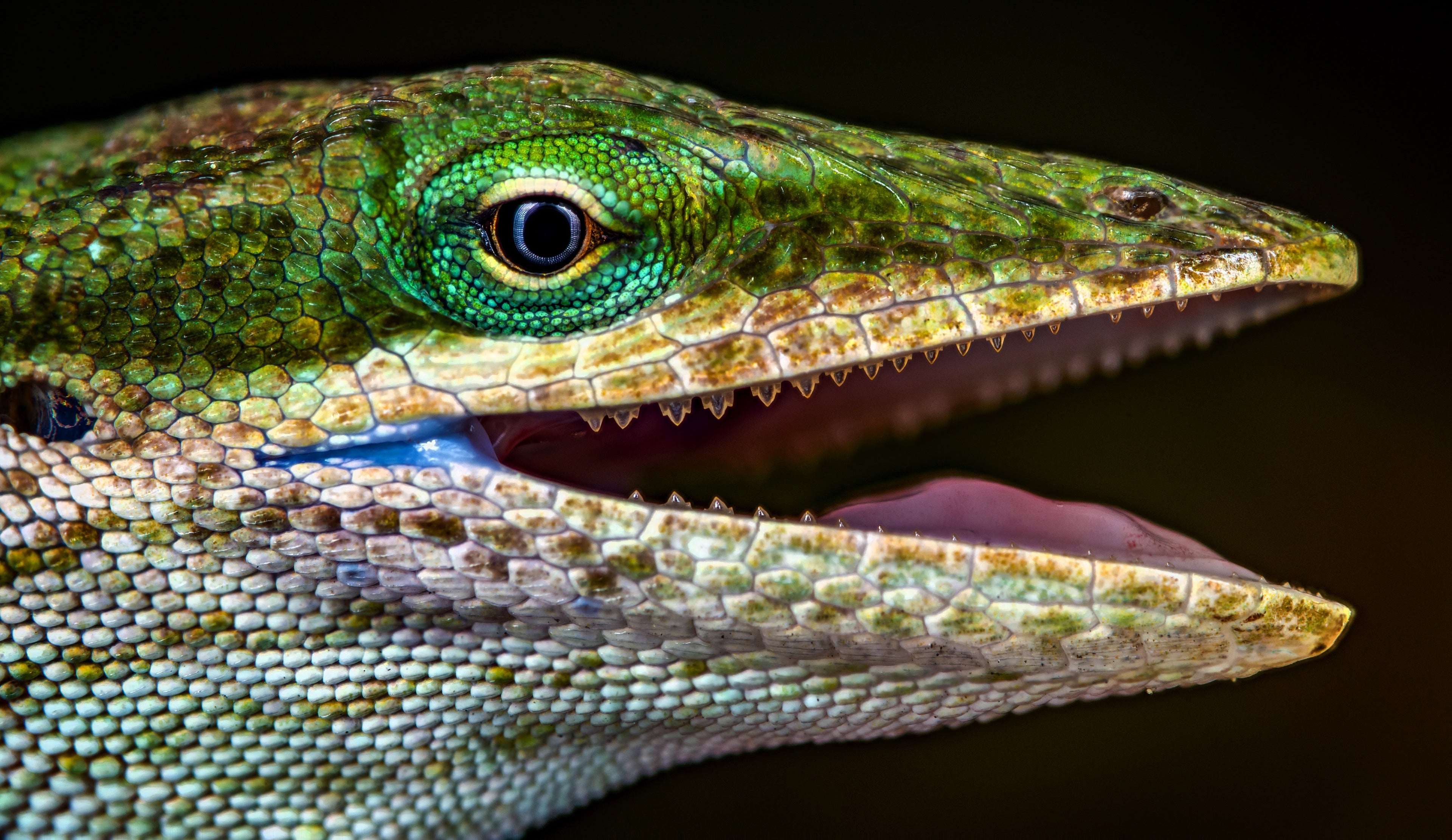 Teeth, Scales, & Eyes