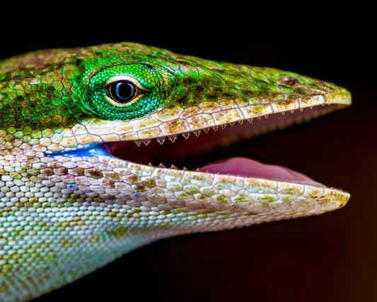 Green Anole Portrait